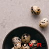 4130 Clamshell 4255