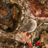 8330 Petrified Wood