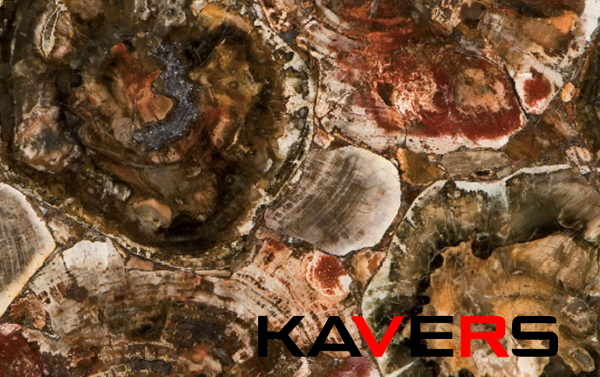 8330 Petrified Wood